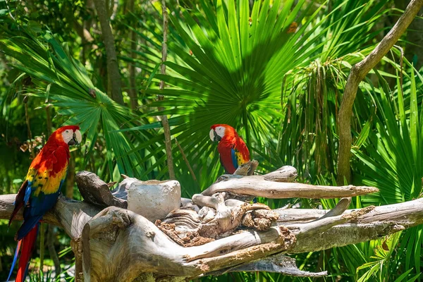 Xcaret eko-turizm parkında ağaç kabuğuna tünemiş iki kırmızı papağan. — Stok fotoğraf