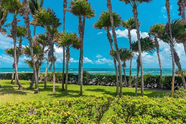 Noce di cocco e palme in giardino contro il mare e il cielo — Foto Stock