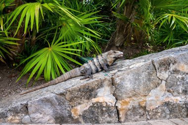 Xcaret eko-turizm parkında taşın üzerinde sürünen iguana kertenkelesine yakın durun.