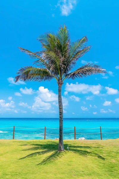 Ombra Palma Erba Verde Con Recinzione Sulla Costa Del Mare — Foto Stock
