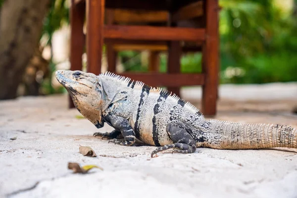 位于Xcaret生态旅游公园的鬣蜥蜥蜴近处 在花园或森林的人行道上 警惕伪装的鬣蜥蜥蜴 — 图库照片