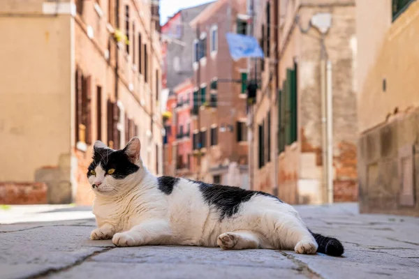 White Black Stray Cat Relaxing Footpath Ancient Residential Alley Old Stock Photo