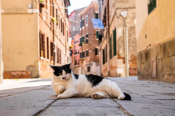 Stray cat relaxing on footpath of ancient residential alley Royalty Free Stock Photos