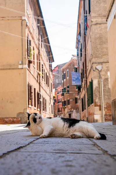 Stray cat relaxing on footpath of ancient residential alley Stock Image