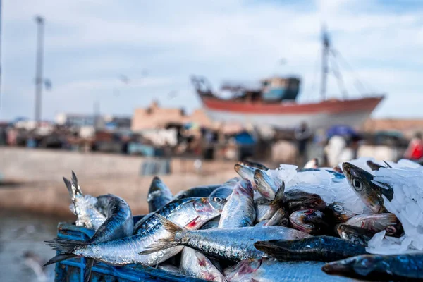 Sortimento Peixe Cru Marisco Com Gelo Para Transporte Venda Porto — Fotografia de Stock