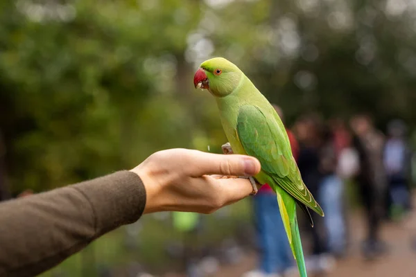 Зелений папуга сидить на руці і їсть горіхи в парку в Лондоні.. — стокове фото