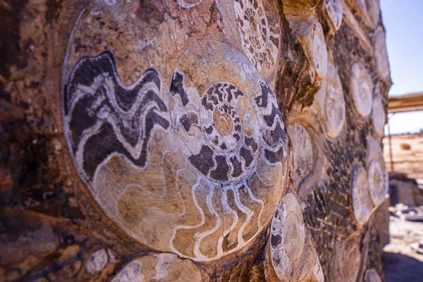 Kihalt ammóniák nautilus kőfalba ágyazott példány kövülete — Stock Fotó
