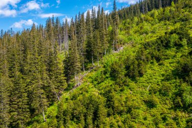 Yaz yeşil ağaçların orman kırsal Finlandiya Hava Üstten Görünüm.