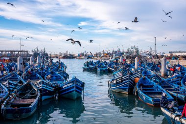 Deniz kuşları marinada demirlemiş ahşap mavi balıkçı teknelerinin üzerinde süzülüyorlar.