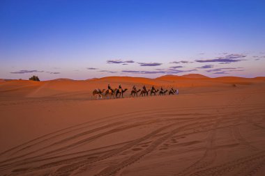 Caravan of camels with tourists going through the sand in desert