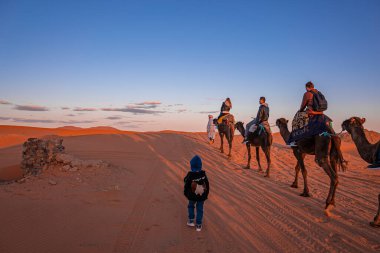 Child walking beside camels caravan going through the sahara desert at dusk