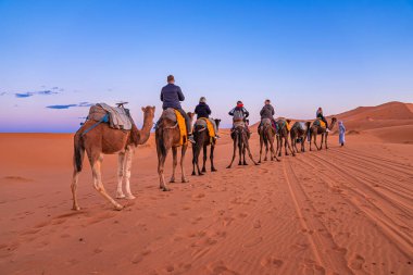 Bedeviler çölde turistlerle dolu bir kervana önderlik ediyor.