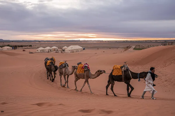 Bedouin leads caravan of camels through the sand dune in desert — Zdjęcie stockowe