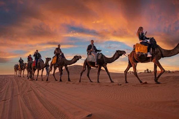 Caravan of camels with tourists going through the sand in desert