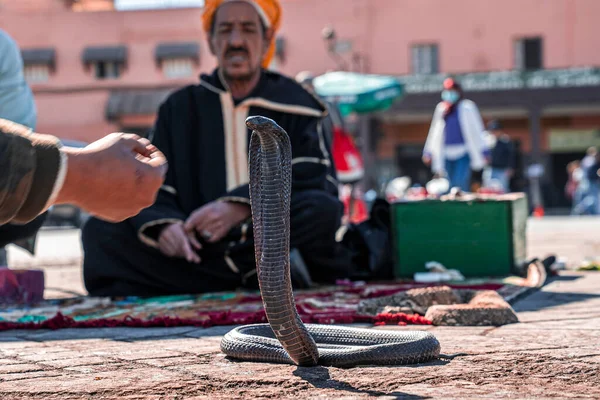 Cobra serpente sulla strada della città con snale incantatore seduto su tappeto all'aperto — Foto Stock