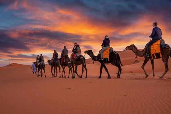Beduin prowadzi przyczepę wielbłądów z turystami przez piasek na pustyni — Zdjęcie stockowe