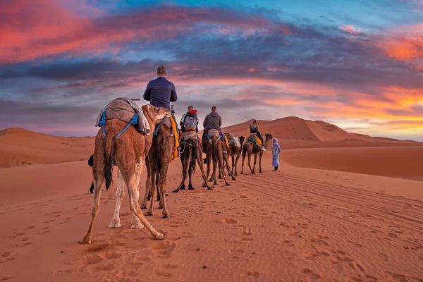 Бедуины ведут караван верблюдов с туристами через песок в пустыне — стоковое фото