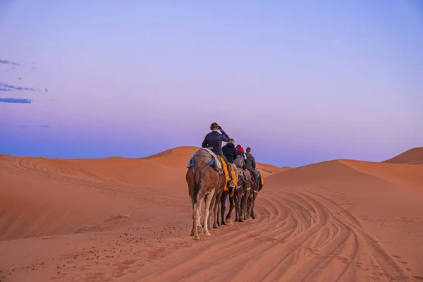 Caravan of camels with tourists going through the sand in desert — стоковое фото