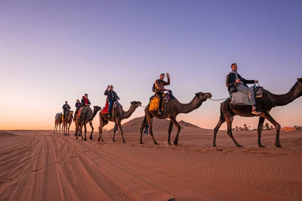 Caravan of camels with tourists going through the sand in desert