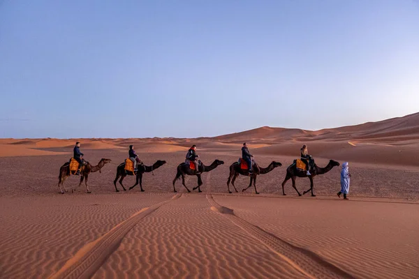 Bedoeïen leidt karavaan van kamelen met toeristen door het zand in de woestijn — Stockfoto