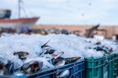 Freshly caught fish sorted in crates with ice for transport and sale at dock