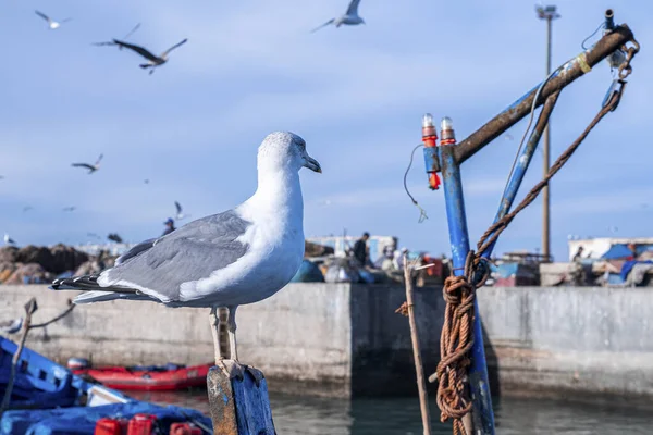 Seagull perching on wooden boat beside signal light of boat — Fotografia de Stock