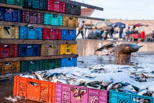 Freshly caught fish sorted in crates with ice for transport and sale at dock — Fotografia de Stock