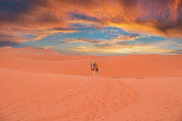 Caravan camel standing on dunes in desert against cloudy sky during sunset — Stock Photo, Image