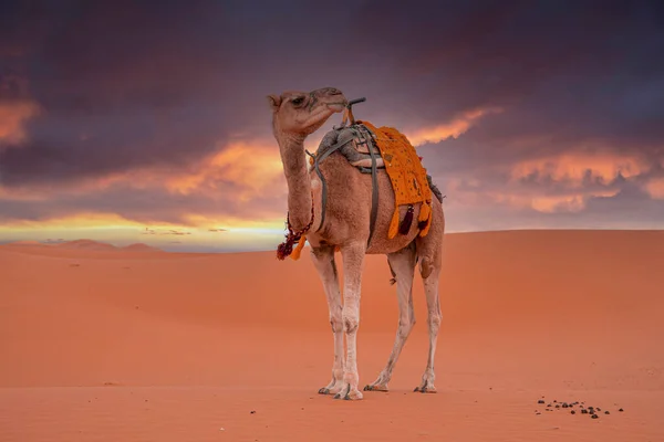 Dromedary camel standing on sand in desert against cloudy sky — Foto Stock