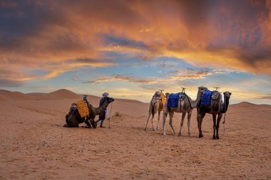 Bedouin with caravan of camels standing on sand in desert during dusk