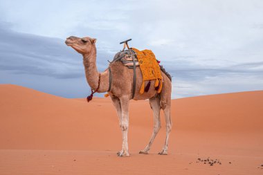 Dromedary camel standing on sand in desert against cloudy sky