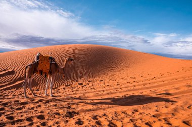 Dromedary camel standing on sand dunes in desert on sunny summer day