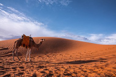 Dromedary camel standing on sand dunes in desert on sunny summer day