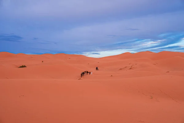 Bédouin conduit une caravane de chameaux avec des touristes à travers le sable dans le désert — Photo