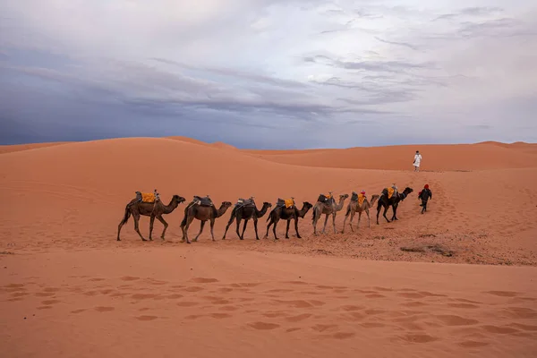 Beduini in abito tradizionale che conducono cammelli attraverso la sabbia nel deserto — Foto Stock