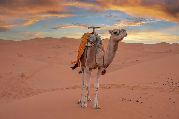 Dromedary camel standing on dunes in desert against cloudy sky during dusk — Stok fotoğraf