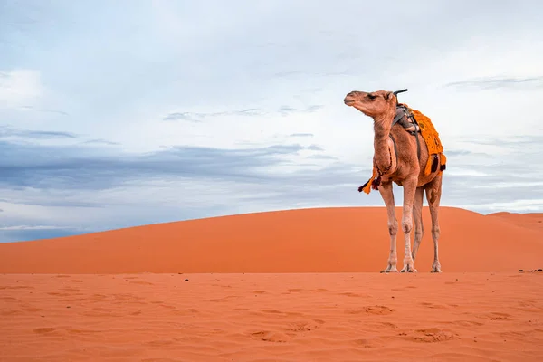 Dromedary camel standing on dunes in desert against cloudy sky during dusk — Foto Stock