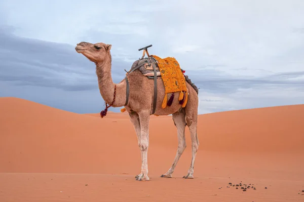 Dromedary camel standing on sand in desert against cloudy sky — Stok fotoğraf