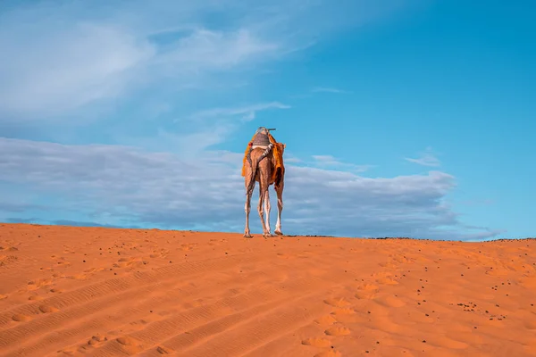 Dromedary καμήλα στέκεται σε αμμόλοφους στην έρημο την ηλιόλουστη μέρα του καλοκαιριού — Φωτογραφία Αρχείου