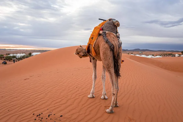 Dromedary camel standing on dunes in desert against cloudy sky during dusk — Stock Photo, Image