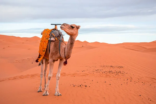 Dromedary camel standing on dunes in desert against cloudy sky during dusk — Zdjęcie stockowe