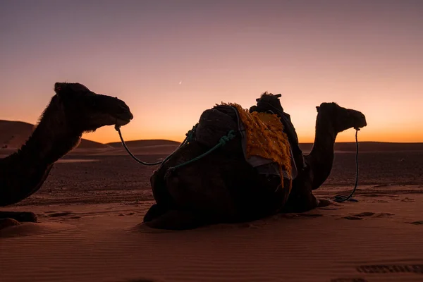 Dromedary camels sitting on sand in desert against sky during sunset — Zdjęcie stockowe