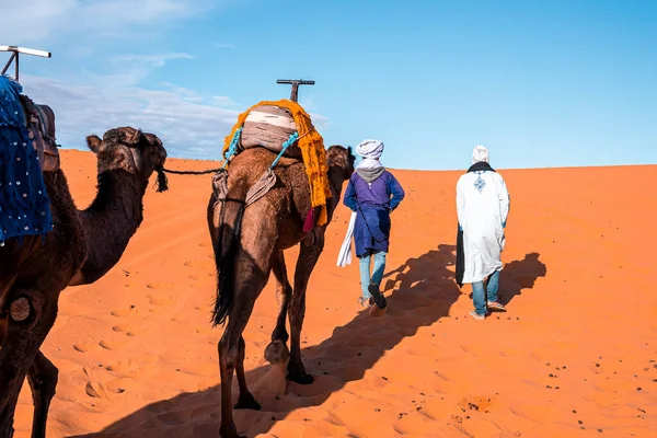 사막에서 낙타를 인도하는 전통 의상을 입은 베두인족 — 스톡 사진