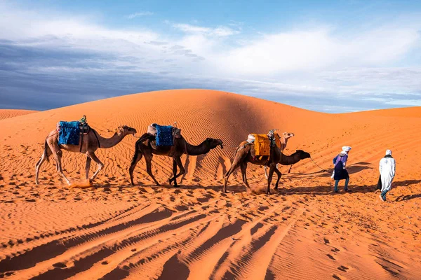 Beduini in abito tradizionale che conducono cammelli attraverso la sabbia nel deserto — Foto Stock