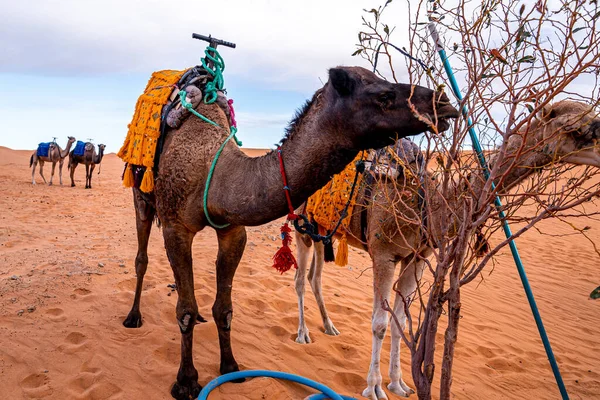 Dromedary brown camels eating tree leaves in desert against sky — Zdjęcie stockowe