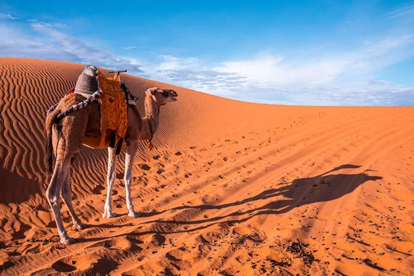 Dromedary camel standing on sand dunes in desert on sunny summer day — Stock Photo, Image