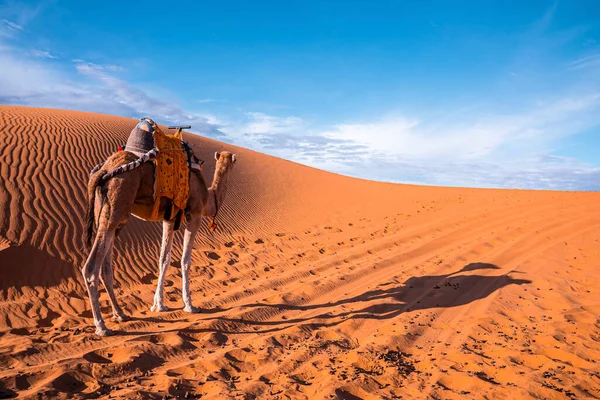 Dromedary camel standing on sand dunes in desert on sunny summer day — Foto Stock