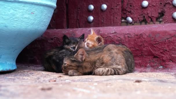 Χαριτωμένο μικρό άστεγο αδέσποτο γάτα αναζητούν περιέργως σε υπαίθριο δρόμο — Αρχείο Βίντεο