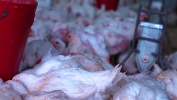 Granja de pollos con cubos y gallinas blancas en abundancia en el recinto interior — Vídeos de Stock