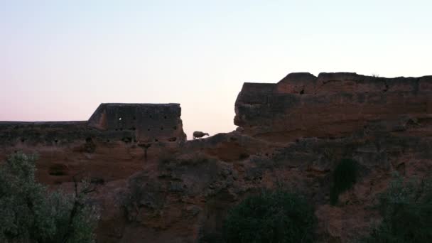 Самотня вівця на вершині пагорба в Марокко серед старих руїн замку.. — стокове відео